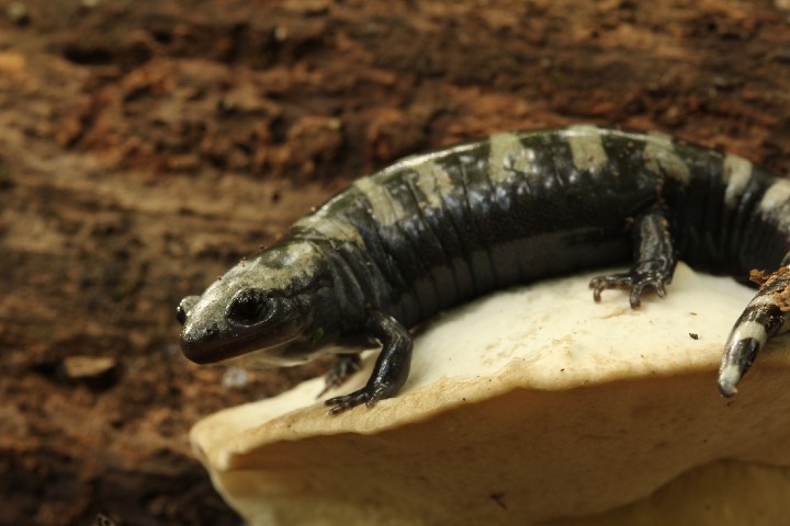 Marbled Salamander